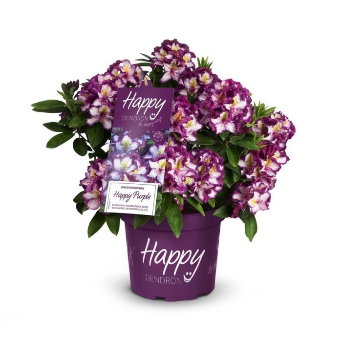 Rostliny - Pěnišník Easydendron 'Happy Dendron Pushy Purple' 60/70cm