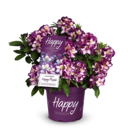 Rostliny - Pěnišník Easydendron Happy Dendron Pushy Purple květináč 16,5 litru, výška 50/60cm, keř