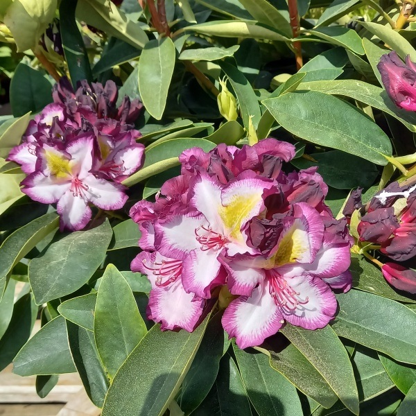 Pěnišník Easydendron Happy Dendron Pushy Purple květináč 16,5 litru, výška 50/60cm, keř-0