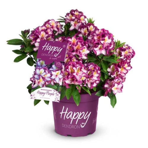 Pěnišníky a azalky - Pěnišník Easydendron Happy Dendron Pushy Purple květináč 5 litrů, výška 40/50cm, keř