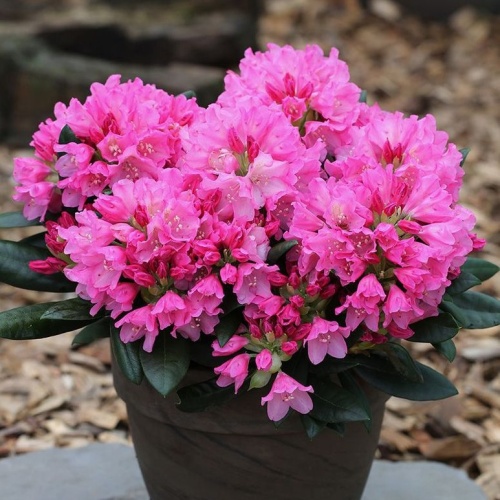 Pěnišníky a azalky - Pěnišník Easydendron 'Kalinka' květináč 5 litrů, výška 30/40cm, keř