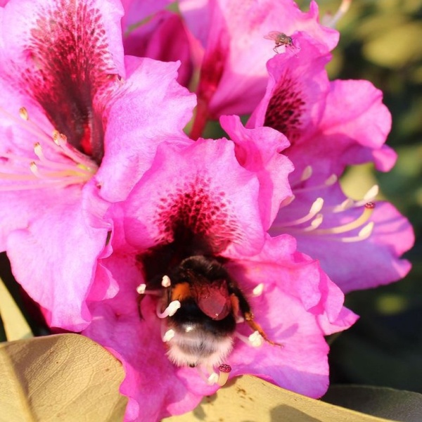 Rostliny - Pěnišník Easydendron 'Kokardia' výška 50/60cm