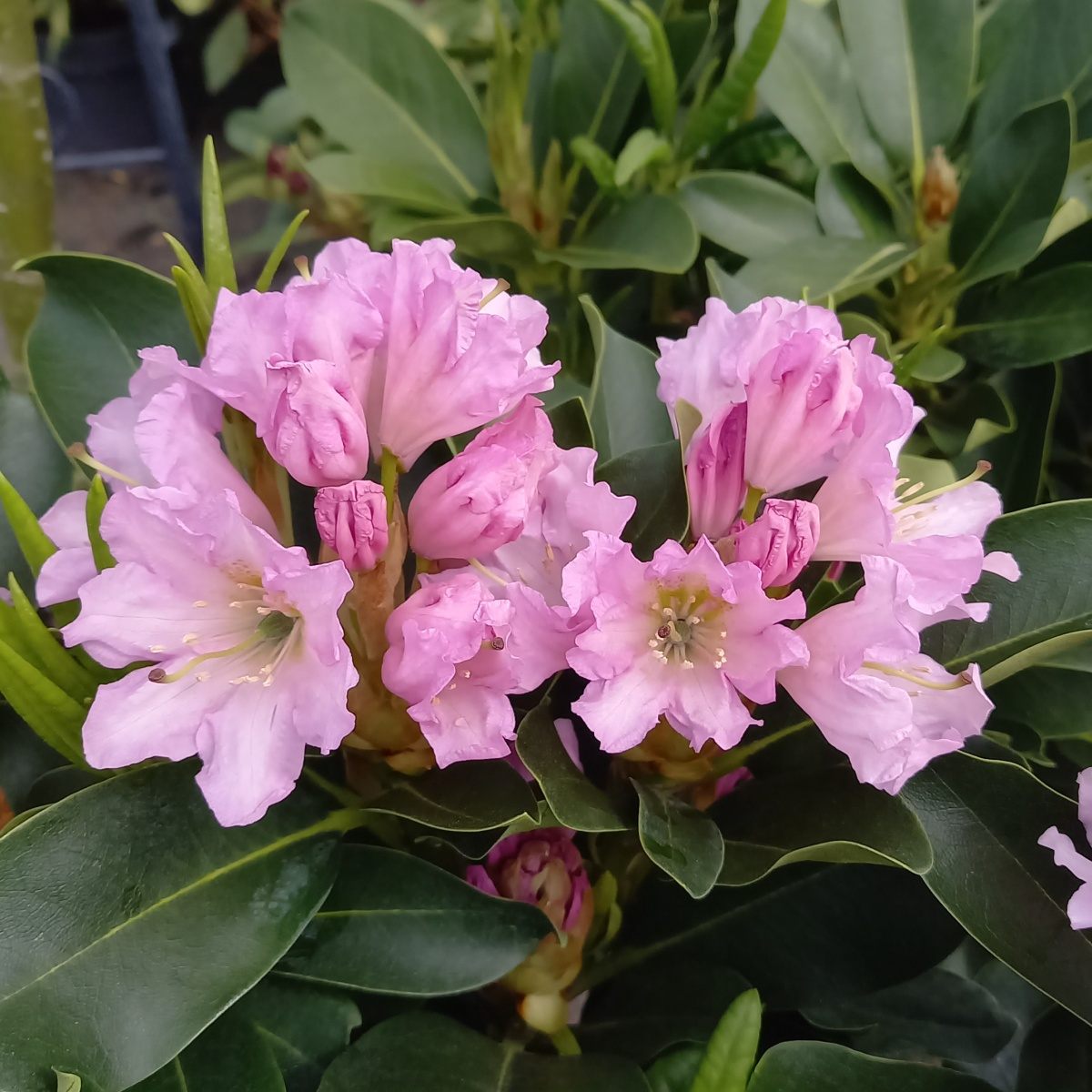 Pěnišníky a azalky - Pěnišník Easydendron Lila výška 30/40cm, květináč 5 litrů