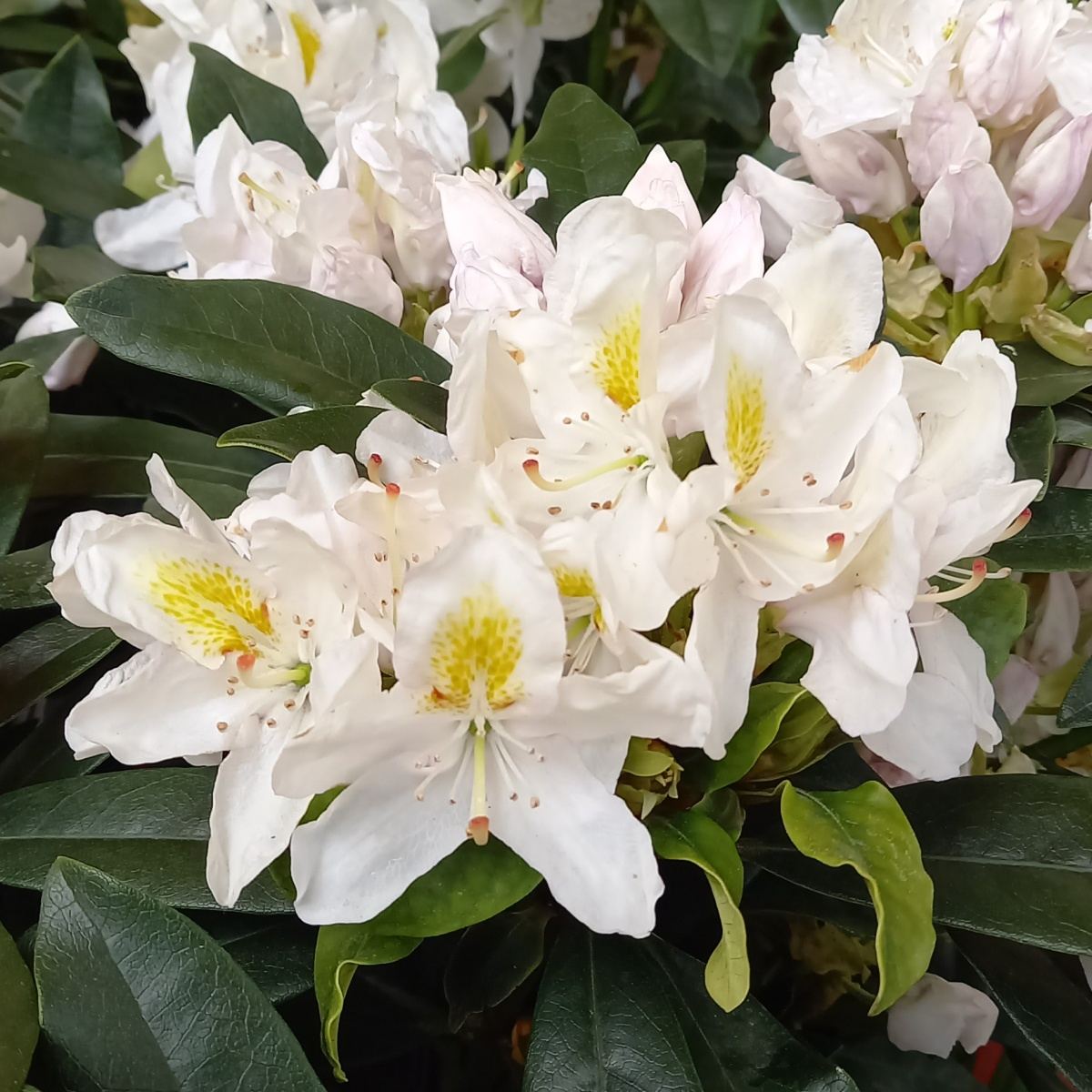 Pěnišníky a azalky - Pěnišník Easydendron Madame Masson květináč 5 litrů