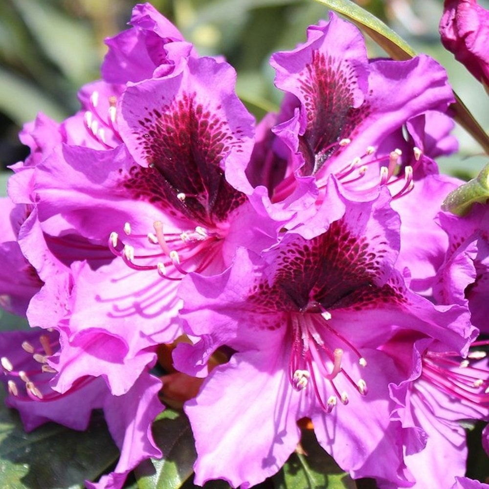 Pěnišníky a azalky - Pěnišník Easydendron 'Orakel' květináč 5 litrů