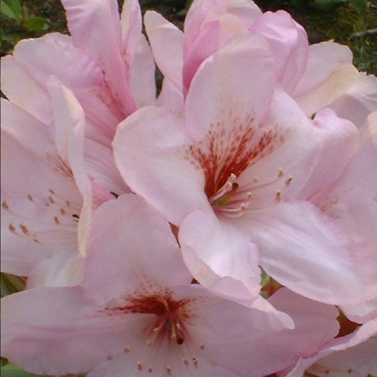 Pěnišníky a azalky - Pěnišník Easydendron Paola květináč 5 litrů