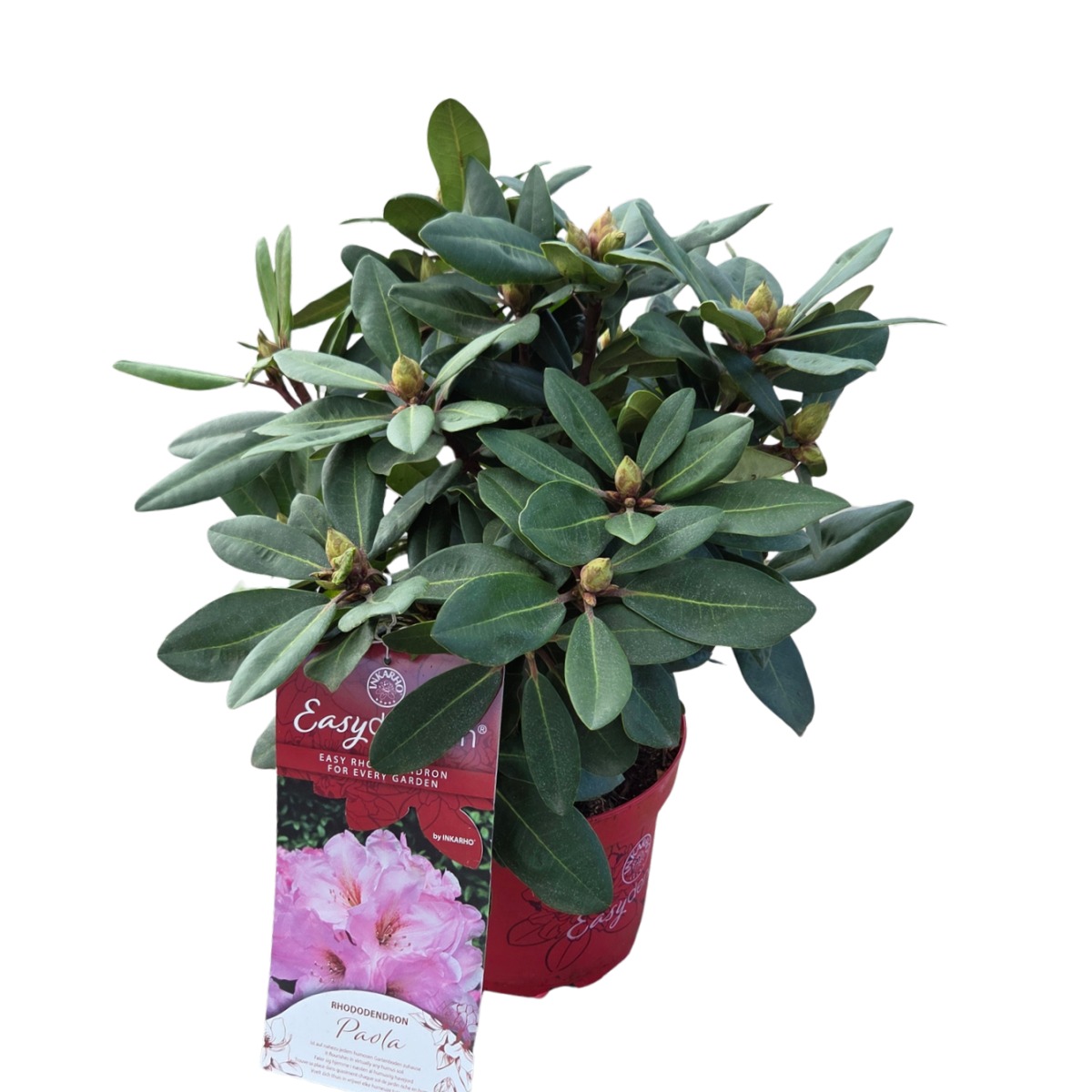 Pěnišník Easydendron Paola květináč 5 litrů-0