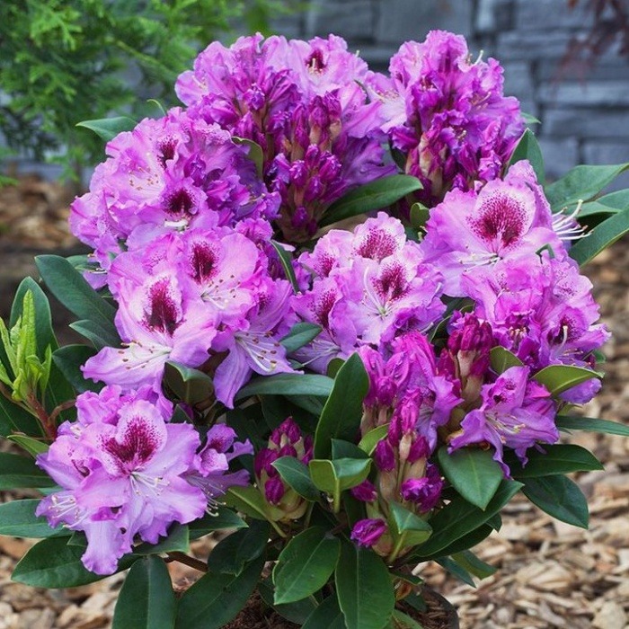 Rostliny - Pěnišník Easydendron 'Pfauenauge' květináč 5 litrů