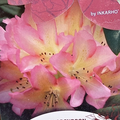 Pěnišníky a azalky - Pěnišník Easydendron 'Pivoine' 5 litrů