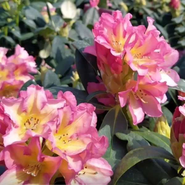 Pěnišník Easydendron 'Pivoine' 5 litrů-0