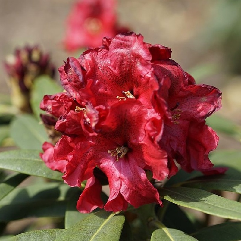 Pěnišníky a azalky - Pěnišník Easydendron Rabatz výška 50/60cm