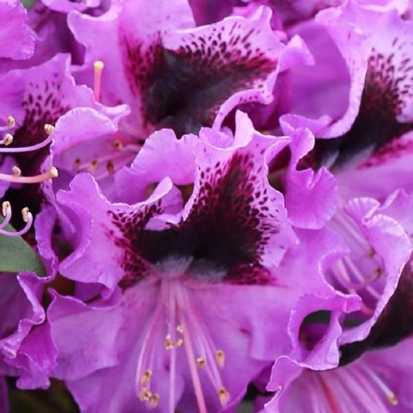 Rostliny - Pěnišník Easydendron 'Rhododendronpark Graal-Müritz' květináč 5 litrů