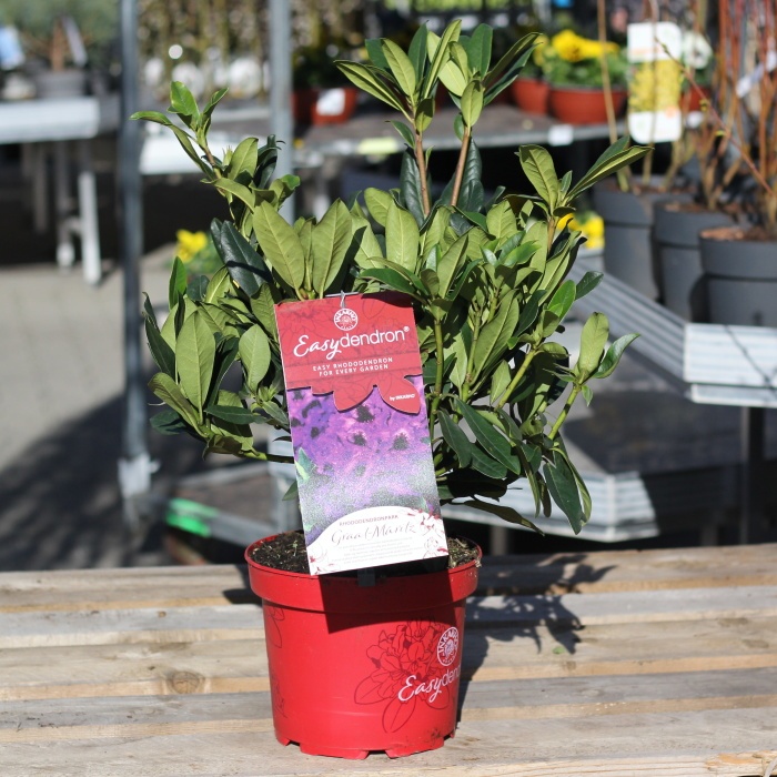 Pěnišník Easydendron 'Rhododendronpark Graal-Müritz' květináč 5 litrů-0