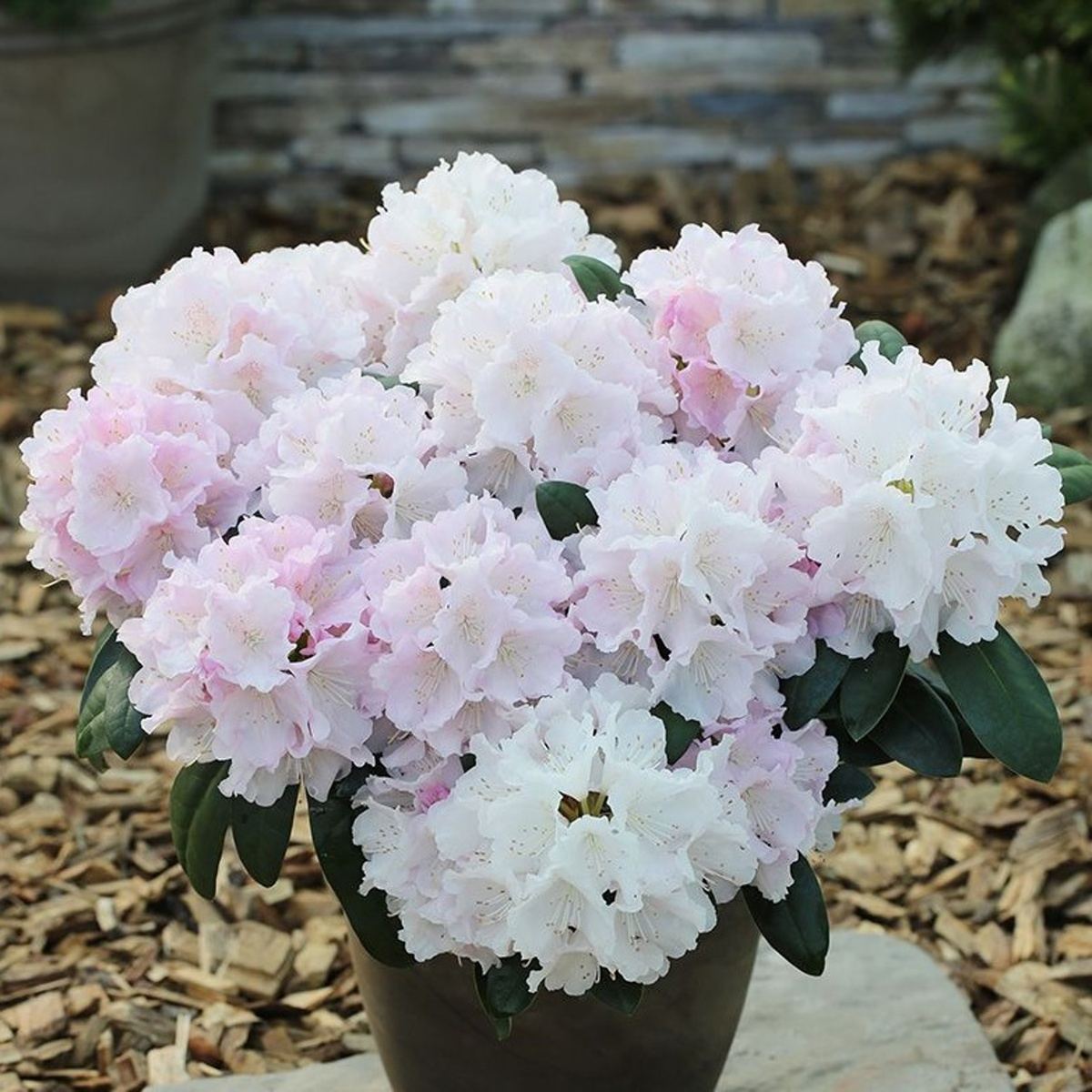 Pěnišníky a azalky - Pěnišník Easydendron Schneekrone květináč 5 litrů