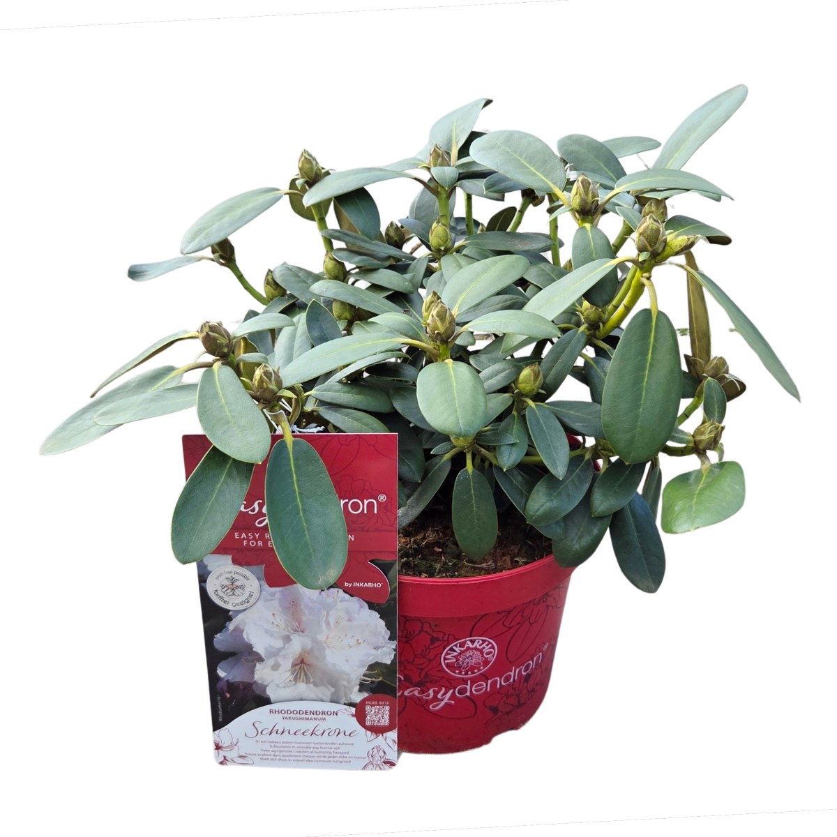 Pěnišník Easydendron Schneekrone květináč 5 litrů-0