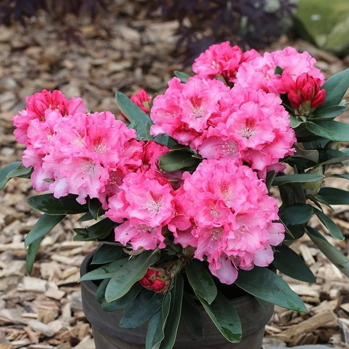 Pěnišníky a azalky - Pěnišník Easydendron Tina Heinje květináč 5 litrů