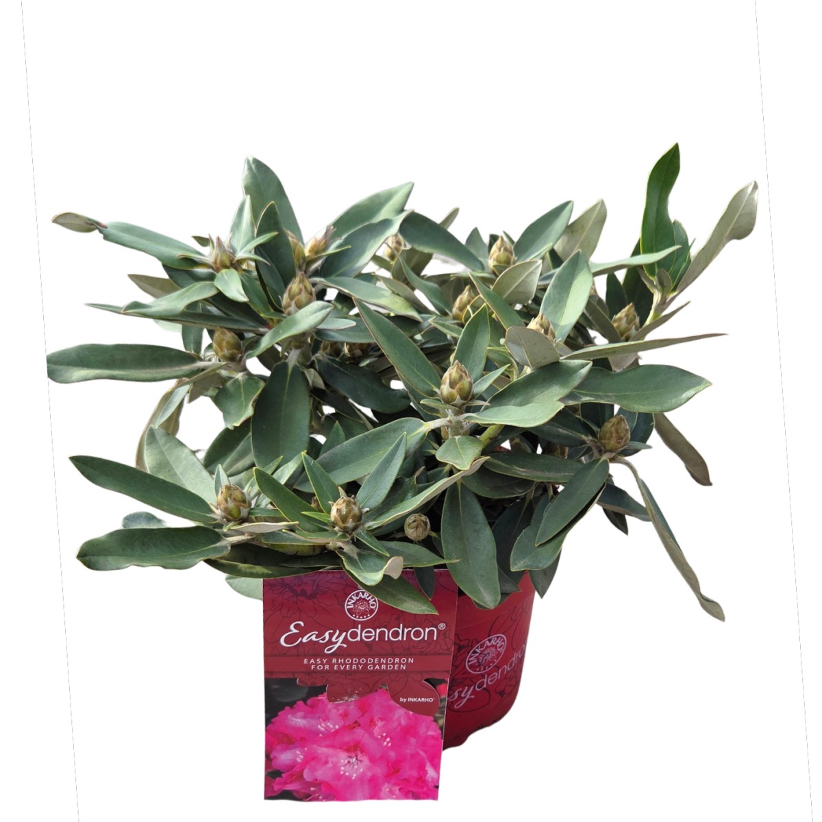 Pěnišník Easydendron Tina Heinje květináč 5 litrů-0