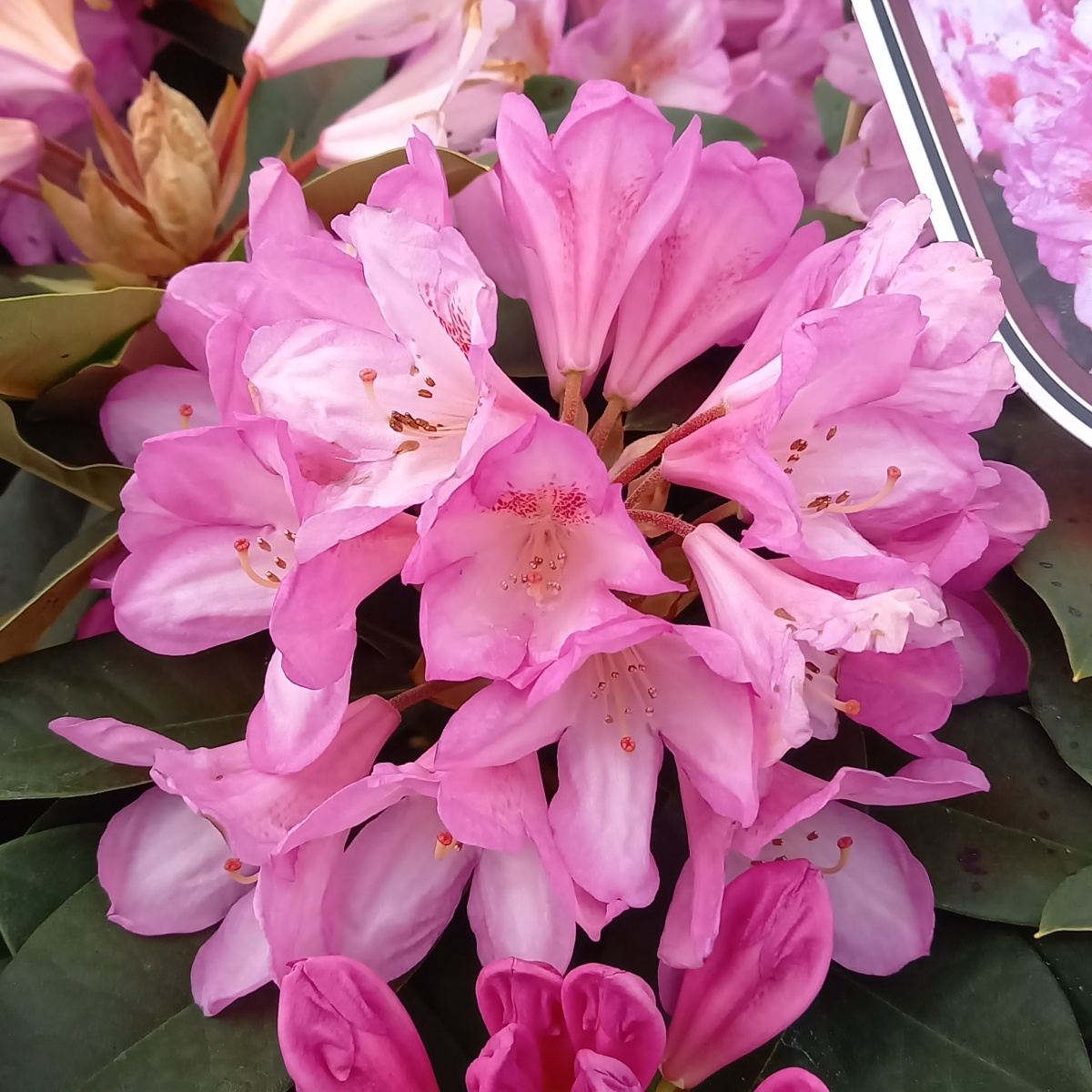 Pěnišníky a azalky - Pěnišník Eucharities výška 40/60cm, květináč 5 litrů