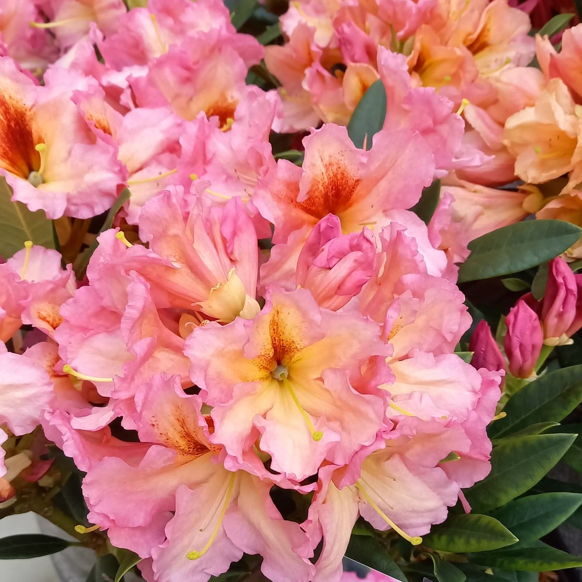 Pěnišníky a azalky - Pěnišník Farbwechsel výška 30/40cm, květináč 6 litrů