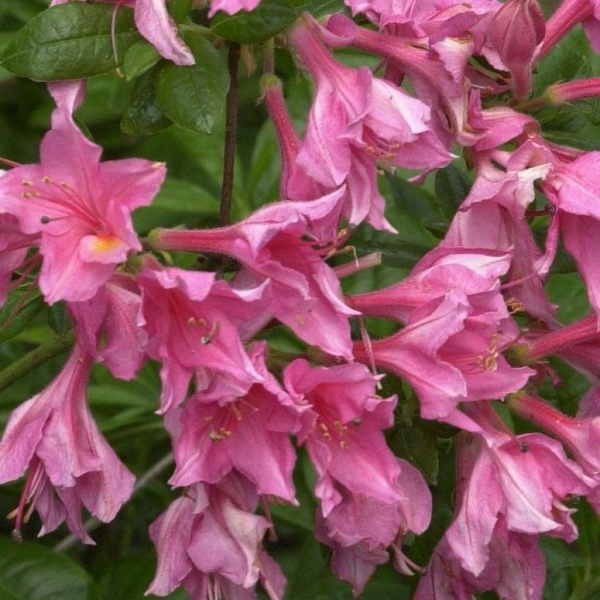 Pěnišníky a azalky - Pěnišník 'Fraserii' 4,6 litru