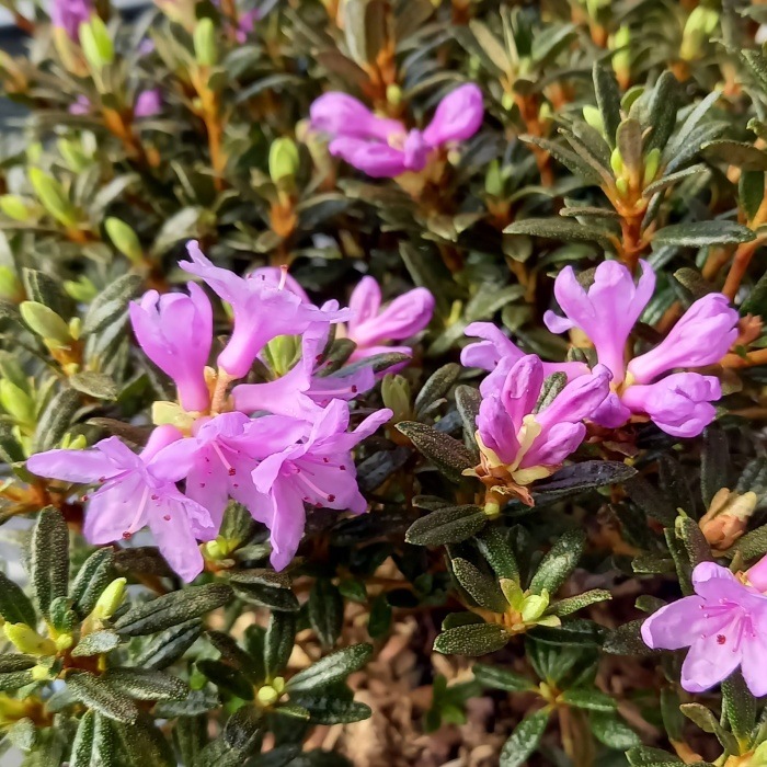 Pěnišníky a azalky - Pěnišník Frost Hexe květináč 2 litry, výška 20/25cm, keř