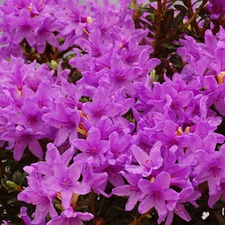 Pěnišník Frost Hexe květináč 2 litry, výška 20/25cm, keř-0