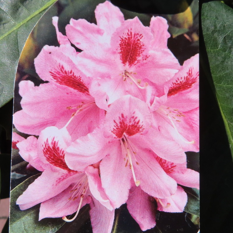 Pěnišník 'Furnival's Daughter' květináč 10 litrů, výška 50/60cm, keř-0