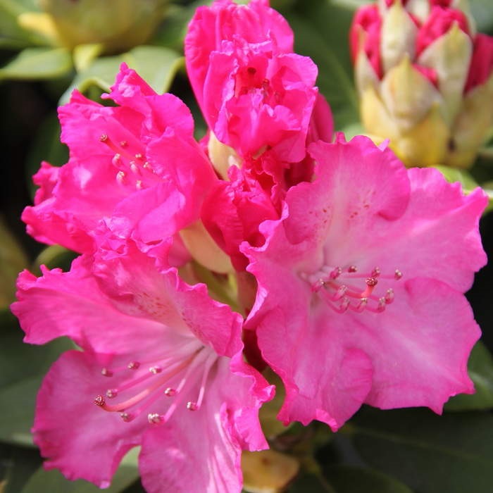 Pěnišníky a azalky - Pěnišník 'Germania' květináč 10 litrů, výška 50/60cm, keř