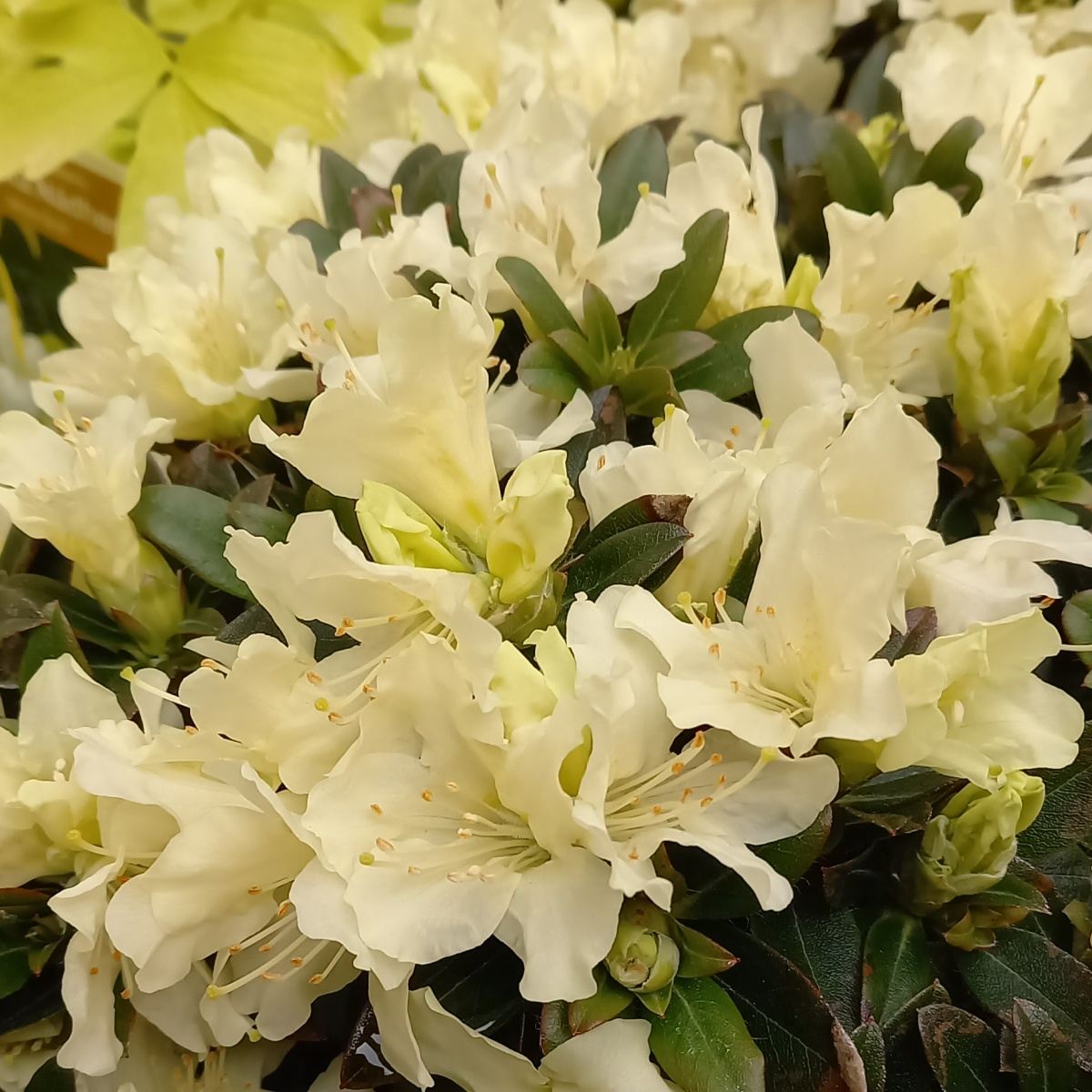 Pěnišníky a azalky - Pěnišník 'Golden Wonder' květináč 1,5 litru, výška 20/25cm, keř