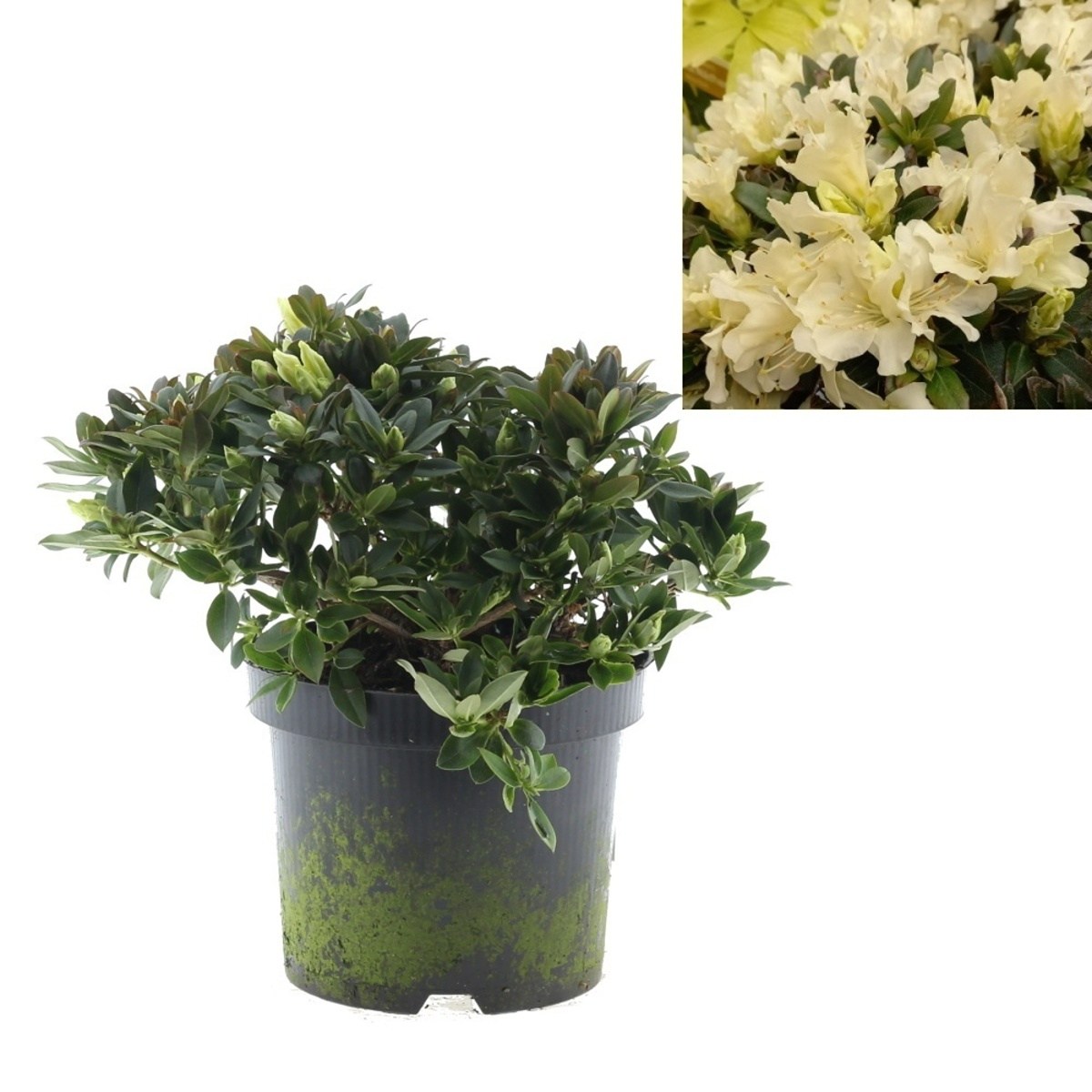 Rostliny - Pěnišník Golden Wonder výška 20/30cm, květináč 2,5 litru