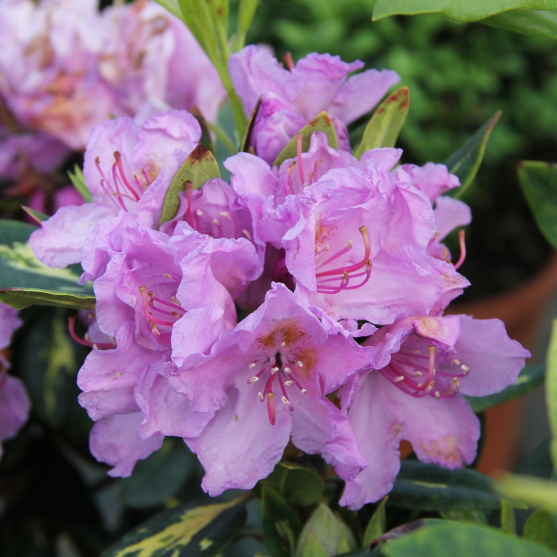 Pěnišník Goldflimmer květináč 5 litrů, výška 30/40cm, keř-0