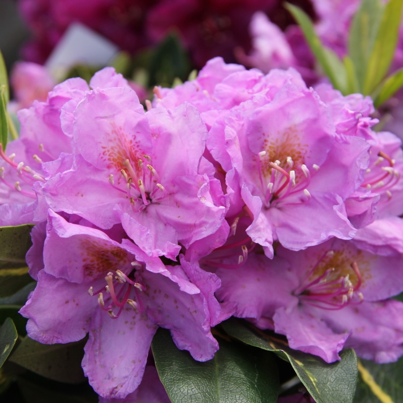 Pěnišník Goldflimmer květináč 5 litrů, výška 30/40cm, keř-1