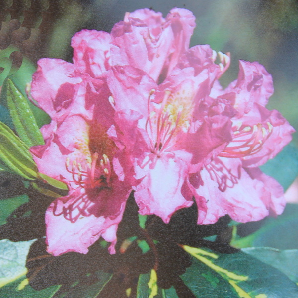 Pěnišníky a azalky - Pěnišník Goldflimmer květináč 5 litrů, výška 30/40cm, keř