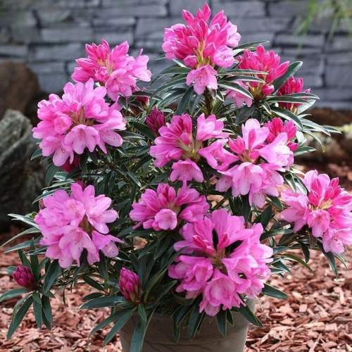 Rostliny - Pěnišník 'Graziella' výška 25/30, 3 litry