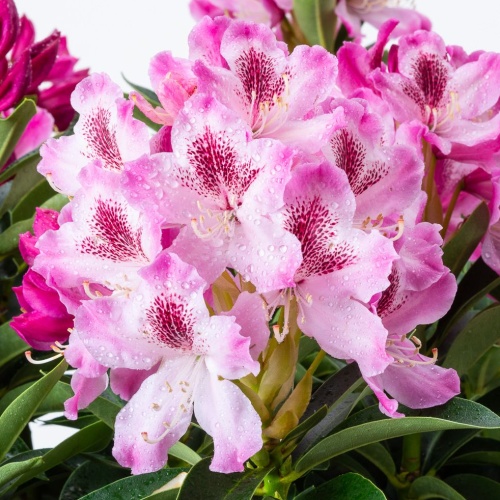 Pěnišníky a azalky - Pěnišník 'Helen Martin' květináč 10 litrů, výška 50/60cm, keř