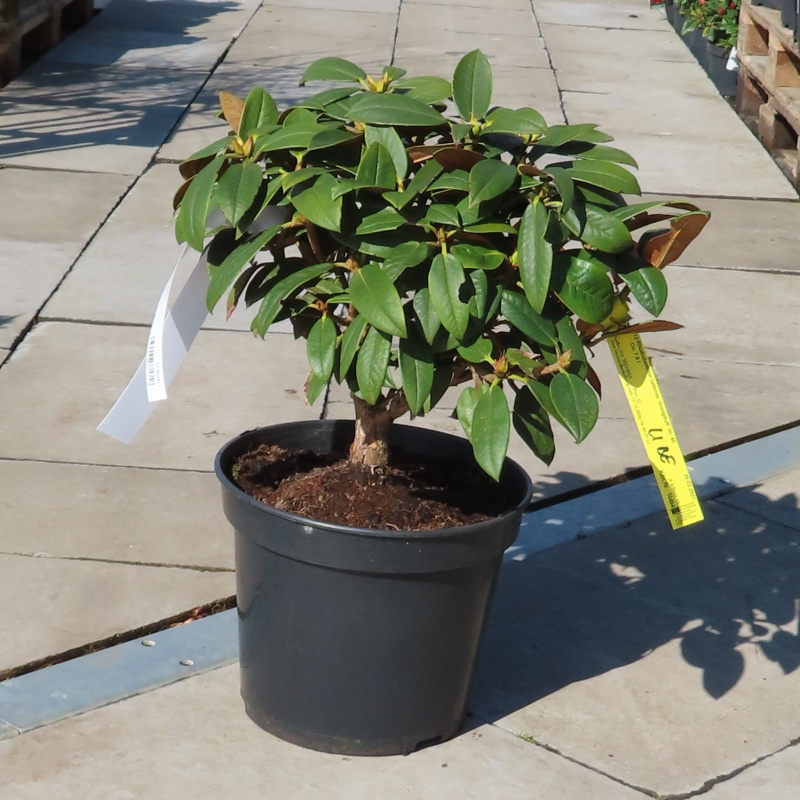 Pěnišníky a azalky - Pěnišník 'Honigduft' květináč 7,5 litru, výška 50/60cm, keř