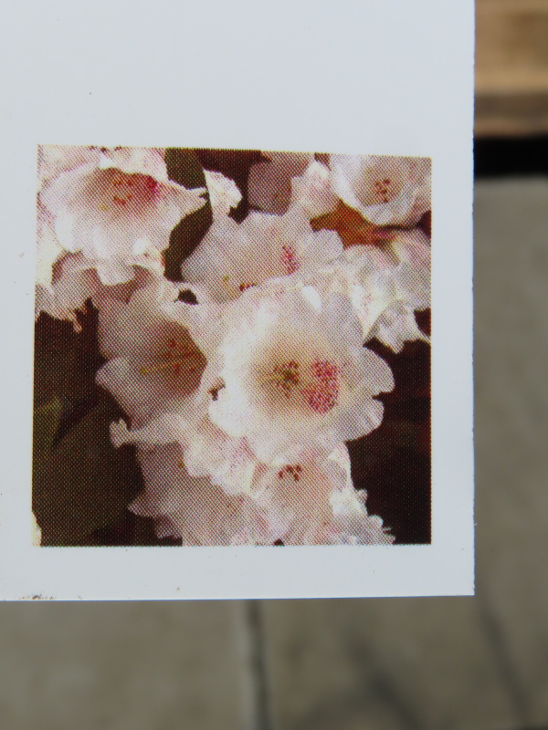 Pěnišník 'Honigduft' květináč 7,5 litru, výška 50/60cm, keř-0