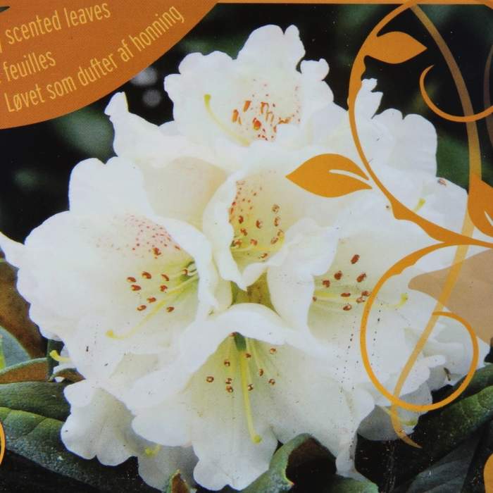 Pěnišník 'Honigduft' květináč 7,5 litru, výška 50/60cm, keř-1