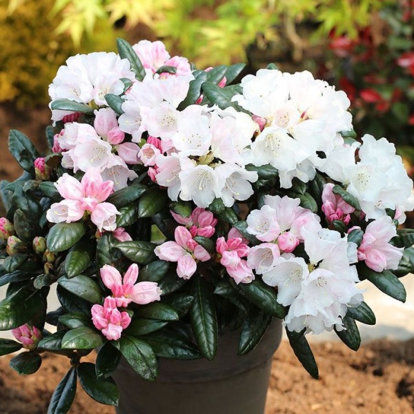 Rostliny - Pěnišník 'Hydon Velvet' květináč 7,5 litru, výška 30/40cm, keř