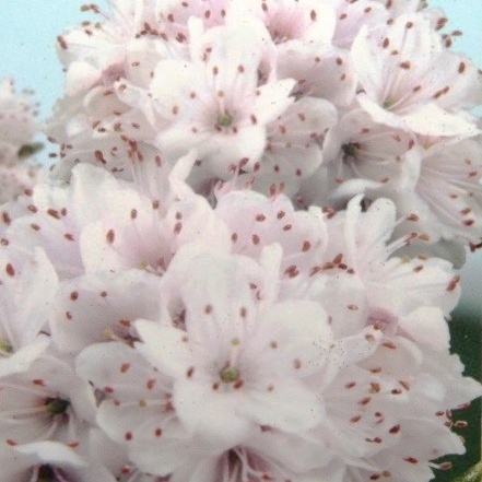 Rostliny - Pěnišník 'Impeditum Album' květináč 1,5 litru, výška 20/25cm, keř