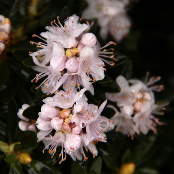 Pěnišník 'Impeditum Album' květináč 1,5 litru, výška 20/25cm, keř-0