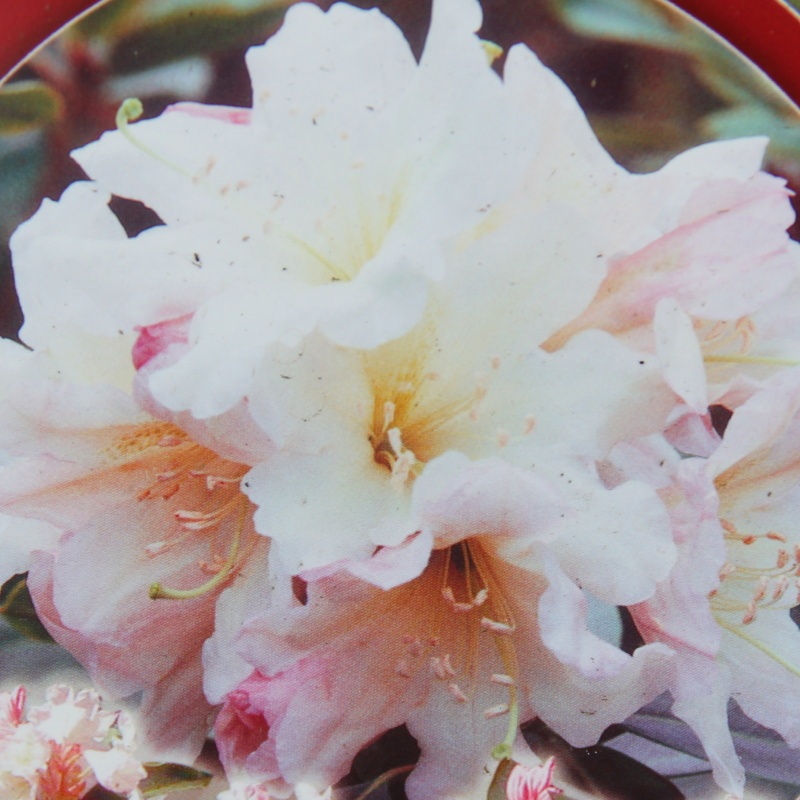 Rostliny - Pěnišník Inkarho® 'Dufthecke White' květináč 5 litrů, výška 30/40cm, keř