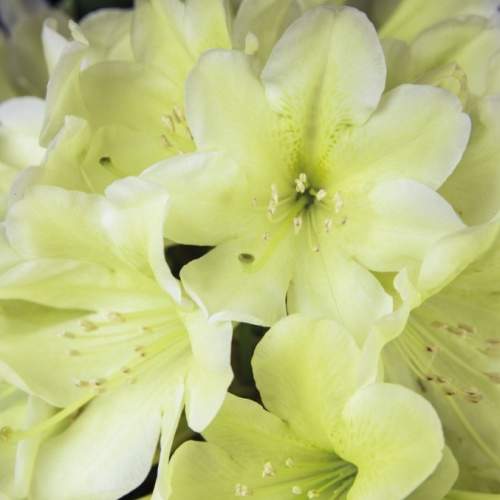 Rostliny - Pěnišník Inkarho 'Gelbe Dufthecke' 5 litrů, keř