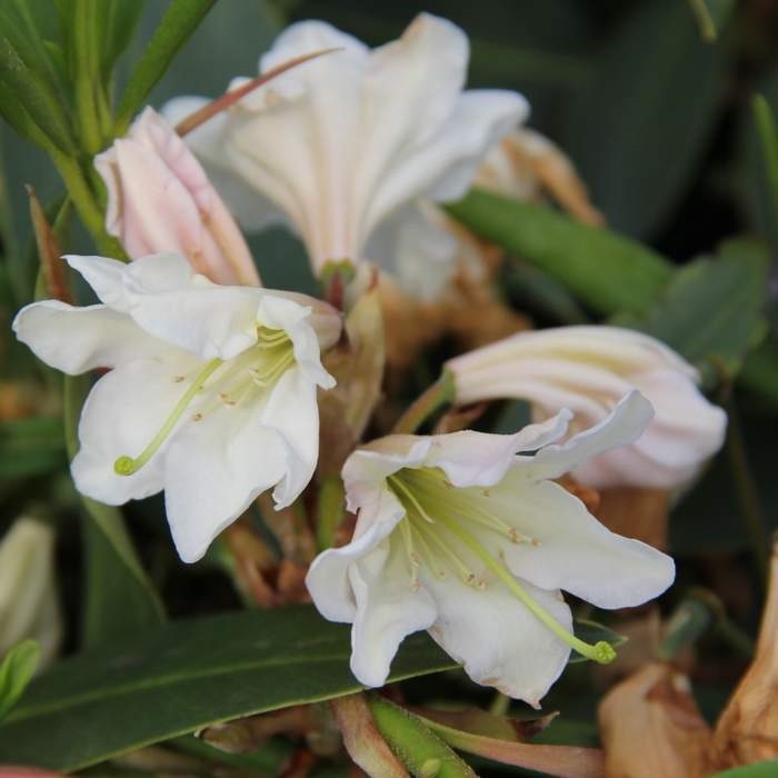 Pěnišník Inkarho 'Gelbe Dufthecke' 5 litrů, keř-0