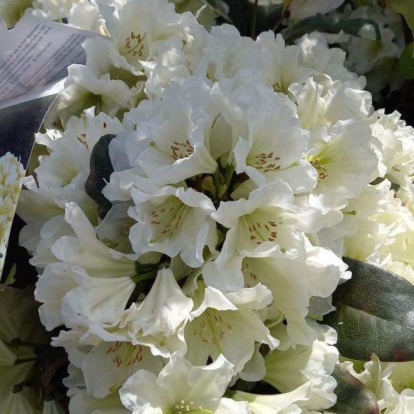 Pěnišník Inkarho 'Gelbe Dufthecke' 5 litrů, keř-1