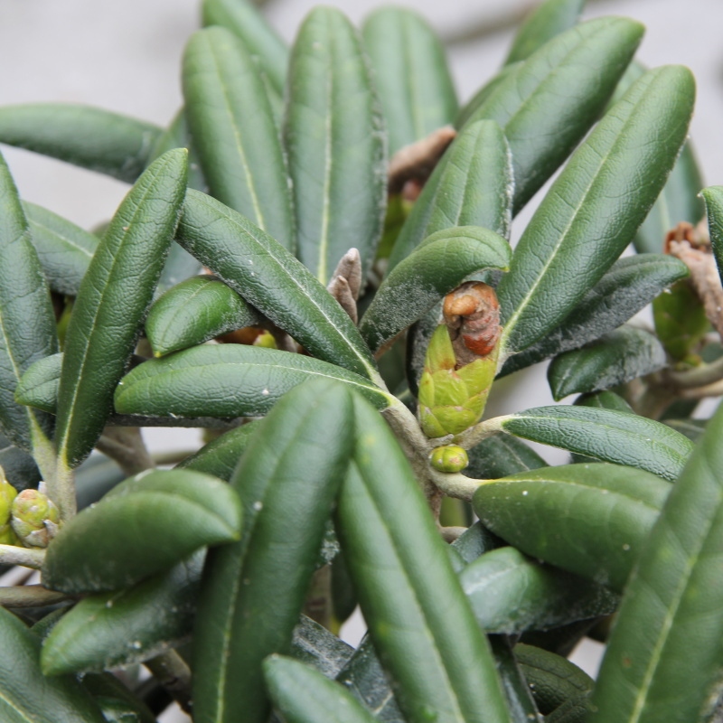 Rostliny - Pěnišník jakušimský 'Hanano Ego' květináč 7,5 litru, výška 25/30cm, keř