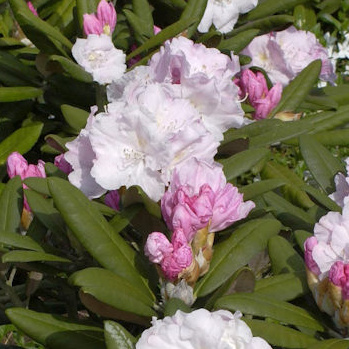 Pěnišník jakušimský 'Hanano Ego' květináč 7,5 litru, výška 25/30cm, keř-0