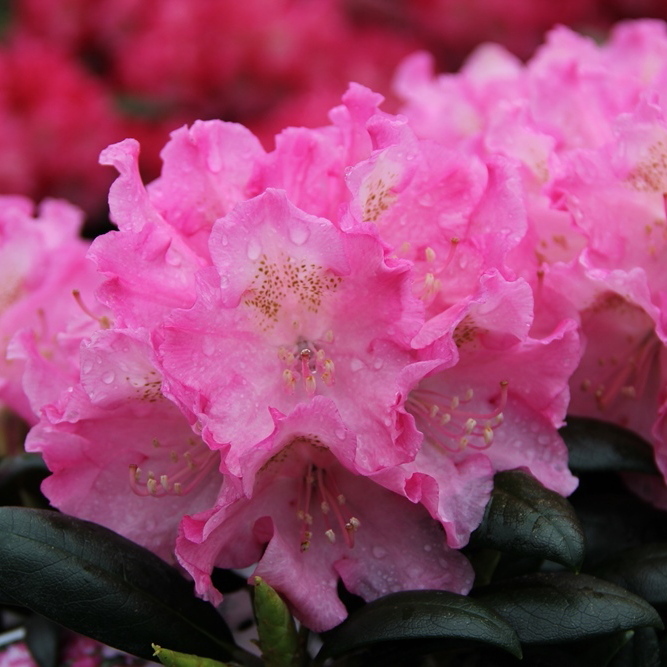 Pěnišníky a azalky - Pěnišník jakušimský 'Kalinka' květináč 5 litrů, výška 25/30cm, keř