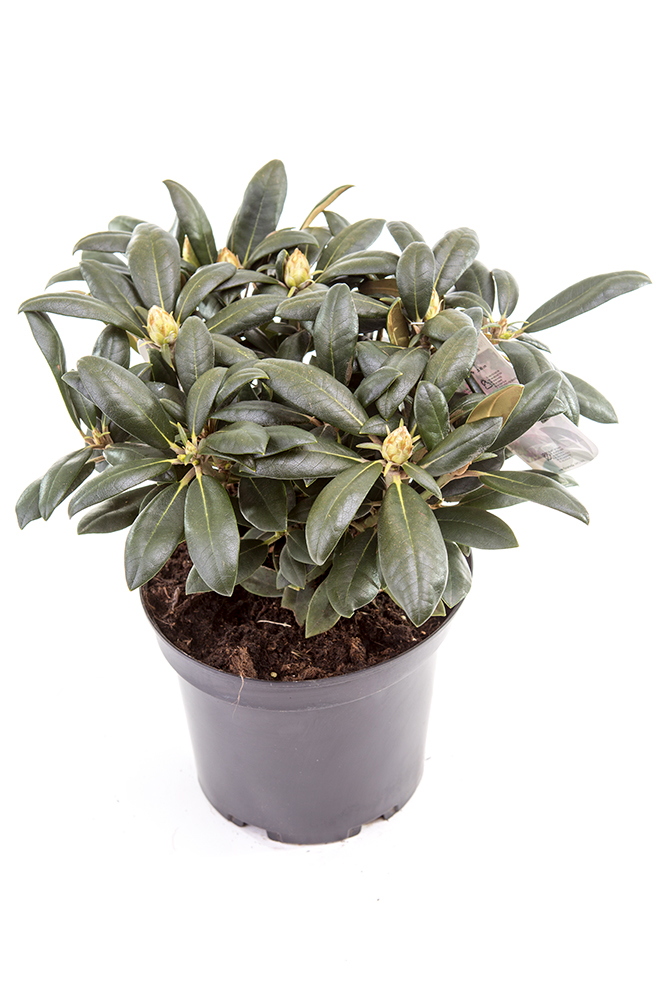 Pěnišník jakušimský 'Kalinka' květináč 5 litrů, výška 25/30cm, keř-0