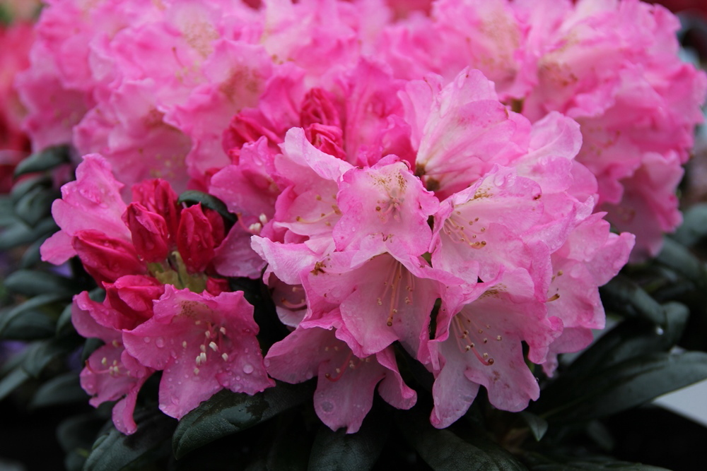 Pěnišník jakušimský 'Kalinka' květináč 5 litrů, výška 25/30cm, keř-1